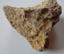 Trochid limestone encrinus for sale  Shipping to United Kingdom