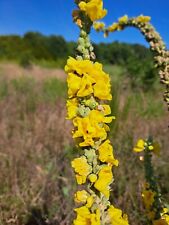 Mullein seeds 000 for sale  Bracey