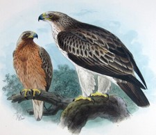 1872 keulemans dipinto usato  Urbino