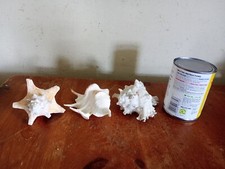 Large shells various for sale  UK