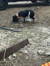 Cane tartufo cocker usato  Celano