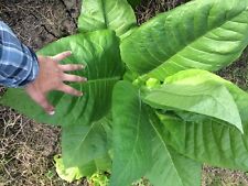 Semente de tabaco: Ontario Bold Tobacco - Plantas curtas precoces sementes de alto rendimento frescas 500 comprar usado  Enviando para Brazil