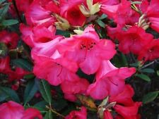 Assorted dwarf rhododendron for sale  STOKE-ON-TRENT