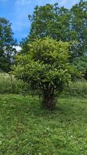 Eriobotrya japonica hasta - 20°C níspero de lana - planta resistente a las heladas 60-80 cm  segunda mano  Embacar hacia Argentina