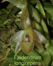 Epidendrum longirepens bloom for sale  Bogalusa