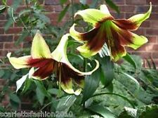 Lilium nepalense himalayan for sale  DARLINGTON
