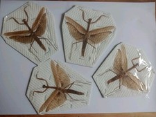 praying mantis for sale praying mantis for sale HAYLE