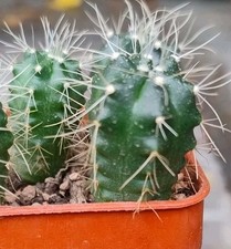 Cactus echinocereus knippelian for sale  SHEFFIELD