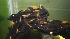 Sunkist orange neocaridina for sale  Erie