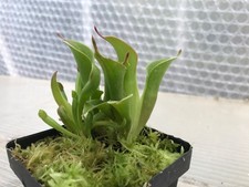 Heliamphora chimantensis chima for sale Heliamphora chimantensis chima for sale  TONBRIDGE