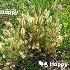 Rabbits foot grass for sale  DONCASTER