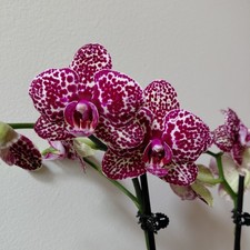Phal lioulin wild for sale  Short Hills