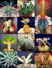 Rare euphorbia variety d'occasion  Expédié en Belgium