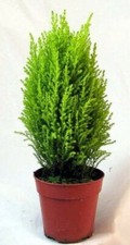 Goldcrest cypress tree for sale  Wadsworth