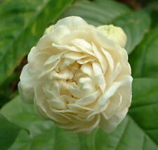 Jasmin arabie parfum d'occasion  Villemandeur