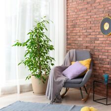 Ficus benjamina indoor for sale Ficus benjamina indoor for sale  IPSWICH