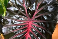 Colocasia black lava usato  Massa di Somma
