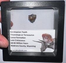 Framed triceratops torosaurus for sale  Wimauma