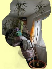 Palme drachenbaum gebraucht kaufen Palme drachenbaum gebraucht kaufen  Dormagen