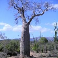 Używany, Za baobab (Adansonia za) - 5 nasion na sprzedaż  Wysyłka do Poland