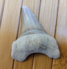Fossiler hai zahn gebraucht kaufen  Aalen