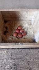 Uova fertili marans usato  Orzinuovi