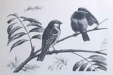 House sparrows bird for sale  OSWESTRY
