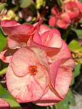 Euphorbia milii vaso usato  Gioiosa Ionica