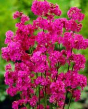 Graines lychnis viscaria d'occasion  Expédié en France