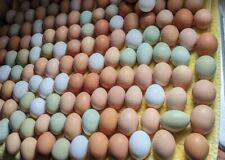 Fertile hatching chicken for sale  Bandy