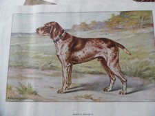Engravings hunting dogs for sale  Shipping to United Kingdom