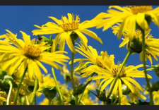 Pflanzen alant inula gebraucht kaufen  Zittau