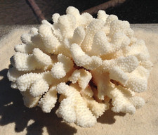 Large natural white for sale  Burlington