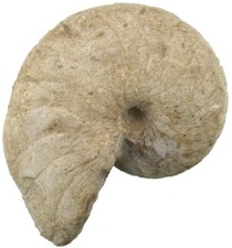 Dogger cenoceras belmontense gebraucht kaufen Dogger cenoceras belmontense gebraucht kaufen  Erlangen