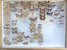 Entomologie schmetterlinge kas gebraucht kaufen  Haibach