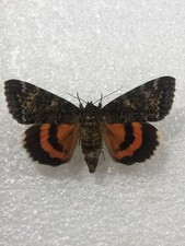 French red underwing for sale French red underwing for sale  MANCHESTER