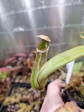 Nepenthes albomarginata for sale  Shipping to Ireland