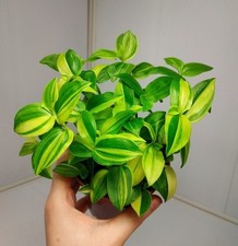 Tradescantia yellow hill gebraucht kaufen  Parey