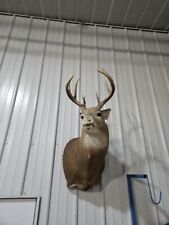 Wild whitetail deer for sale  Knoxville