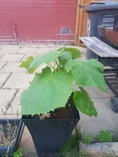 Paulownia tomentosa oxy for sale  SLOUGH