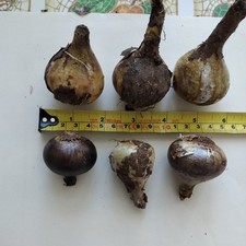 crocus bulbs for sale crocus bulbs for sale BIGGLESWADE