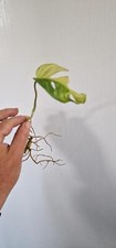Monstera adansonii variegated for sale  WAKEFIELD
