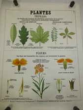 Affiche ecole plantes d'occasion  Antibes
