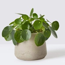 Pilea peperomioides chinese for sale  ANTRIM