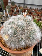 Mammillaria bocasana large for sale  Salem