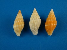 Vexillum crocatum set for sale  Kapolei