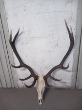 Corna cervo capriolo usato  Bozen