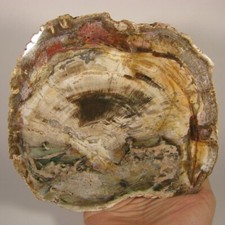 6.8 polished petrified for sale  Acworth