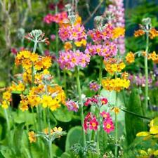 Candelabra primulas pinky for sale Candelabra primulas pinky for sale  PRESTON