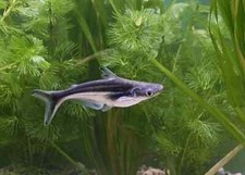Iridescent shark fish for sale  Haslet